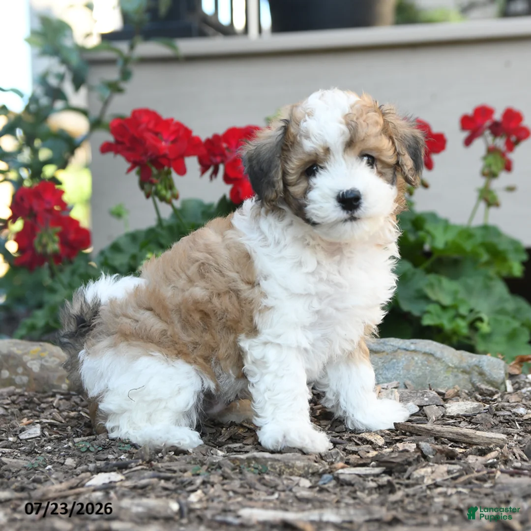 Havapoo dogs for sale: Sheldon - Ad 3