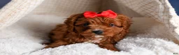 Cavapoo dogs for sale: GUS - Ad 8