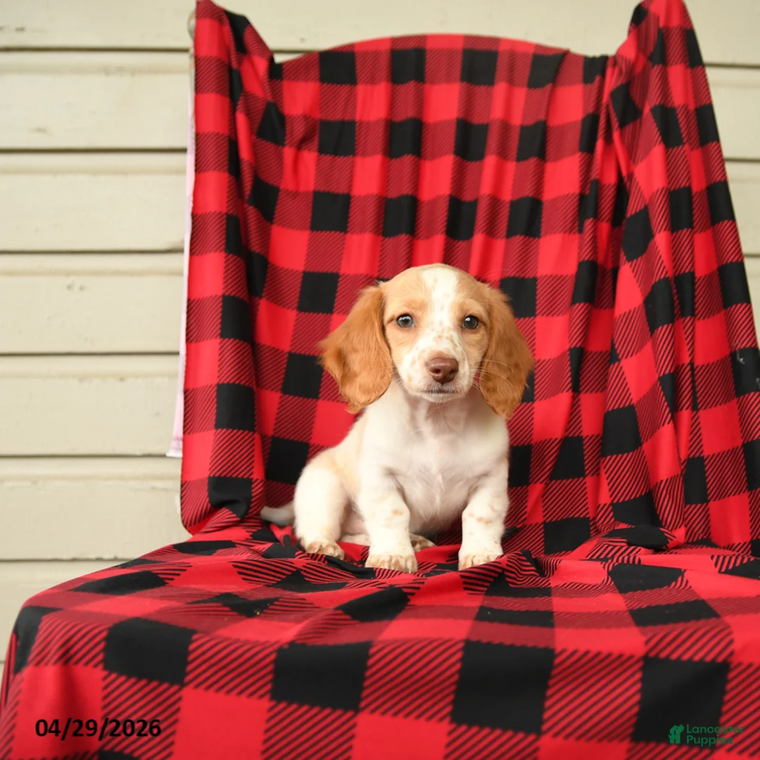 Dachshund dogs for sale: Freckles - Ad 1