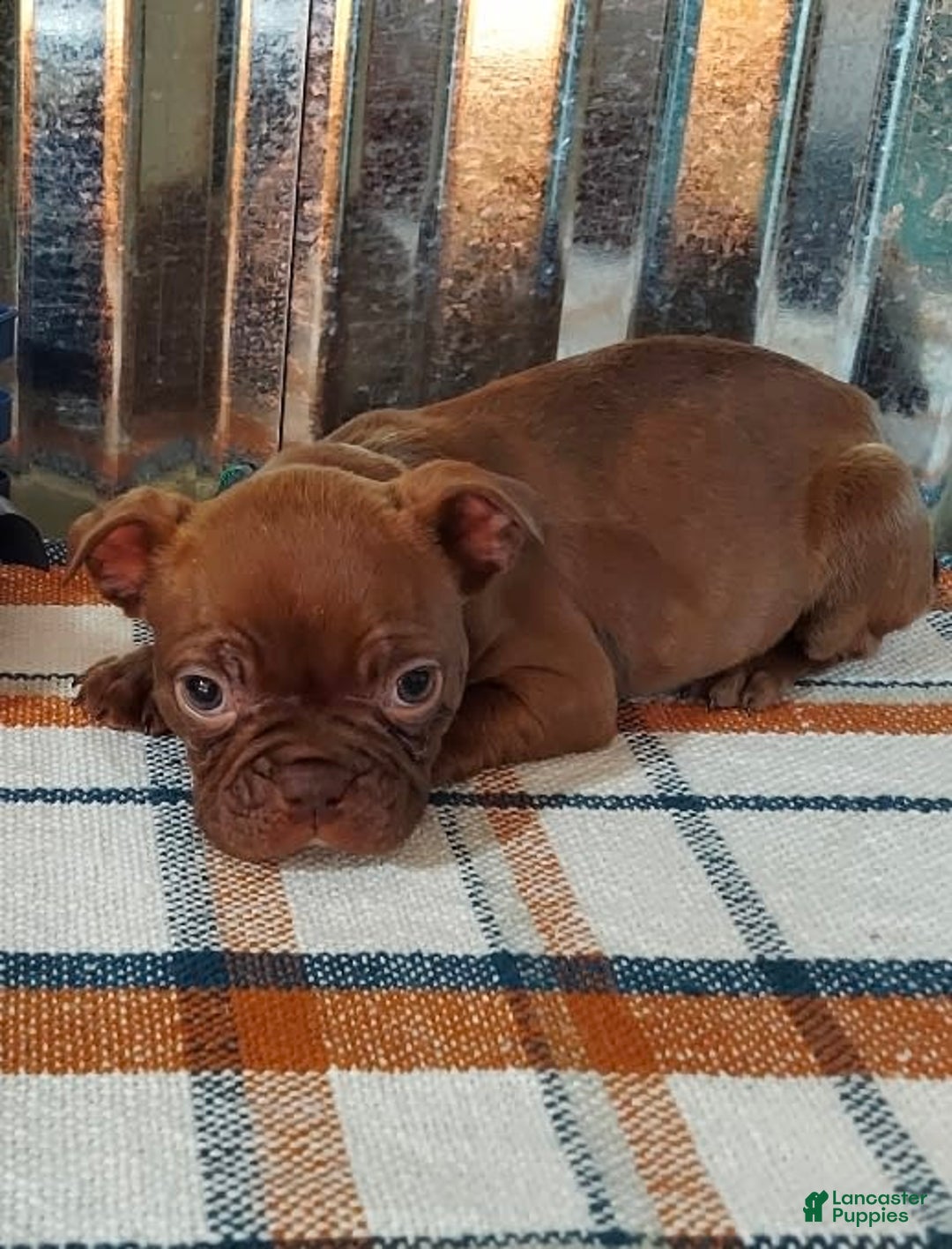 Gallery Image {{count}}