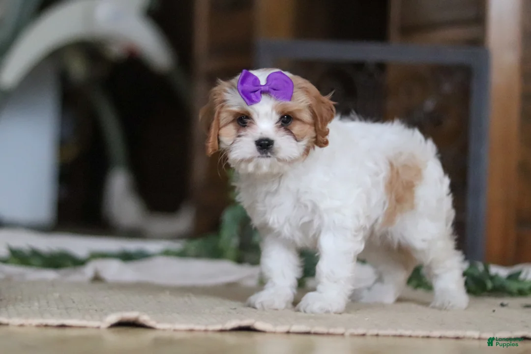 Cavapoo dogs for sale: Sasha - Ad 7