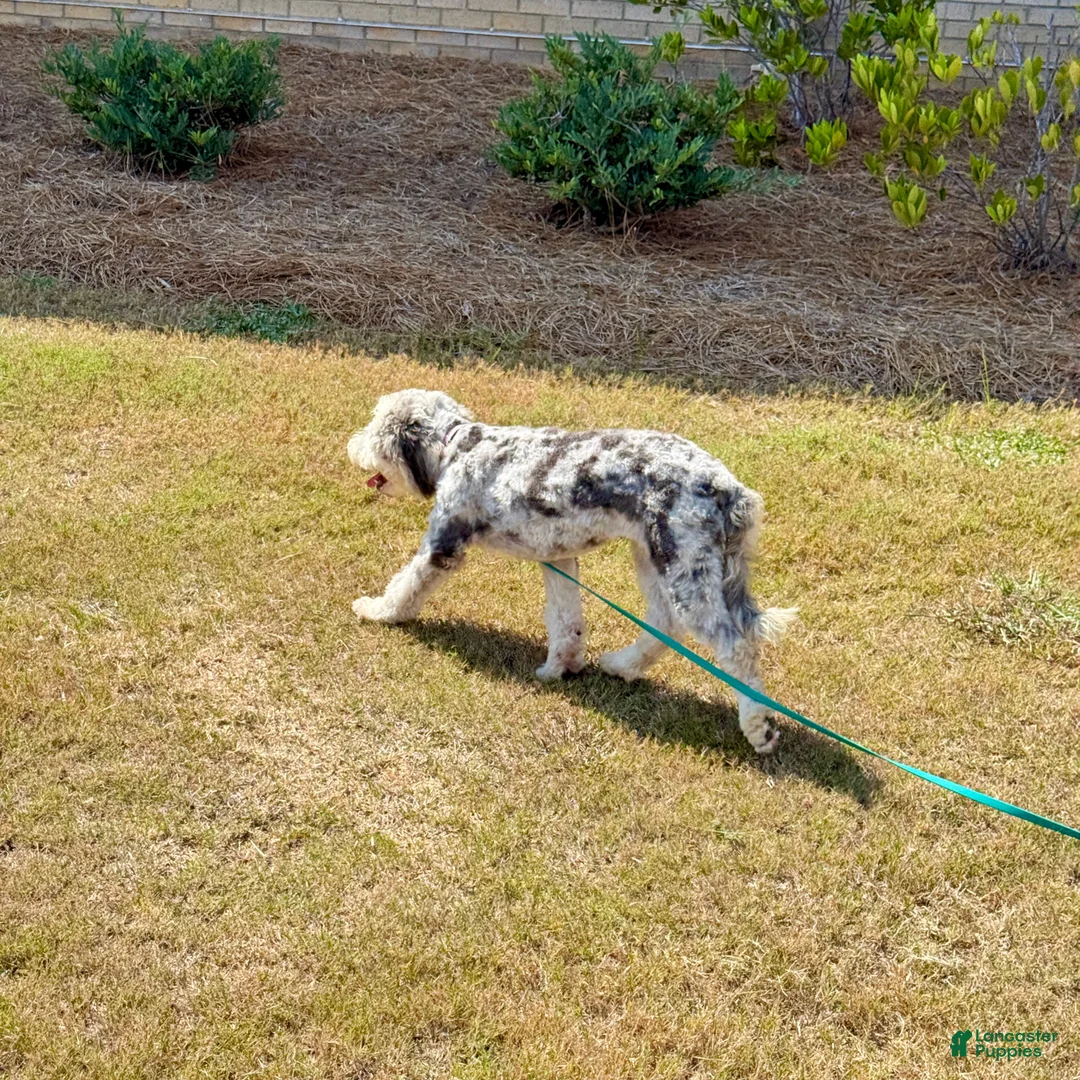 Mini Sheepadoodle dogs for sale: Mini Sheepadoodle 1 - Ad 2