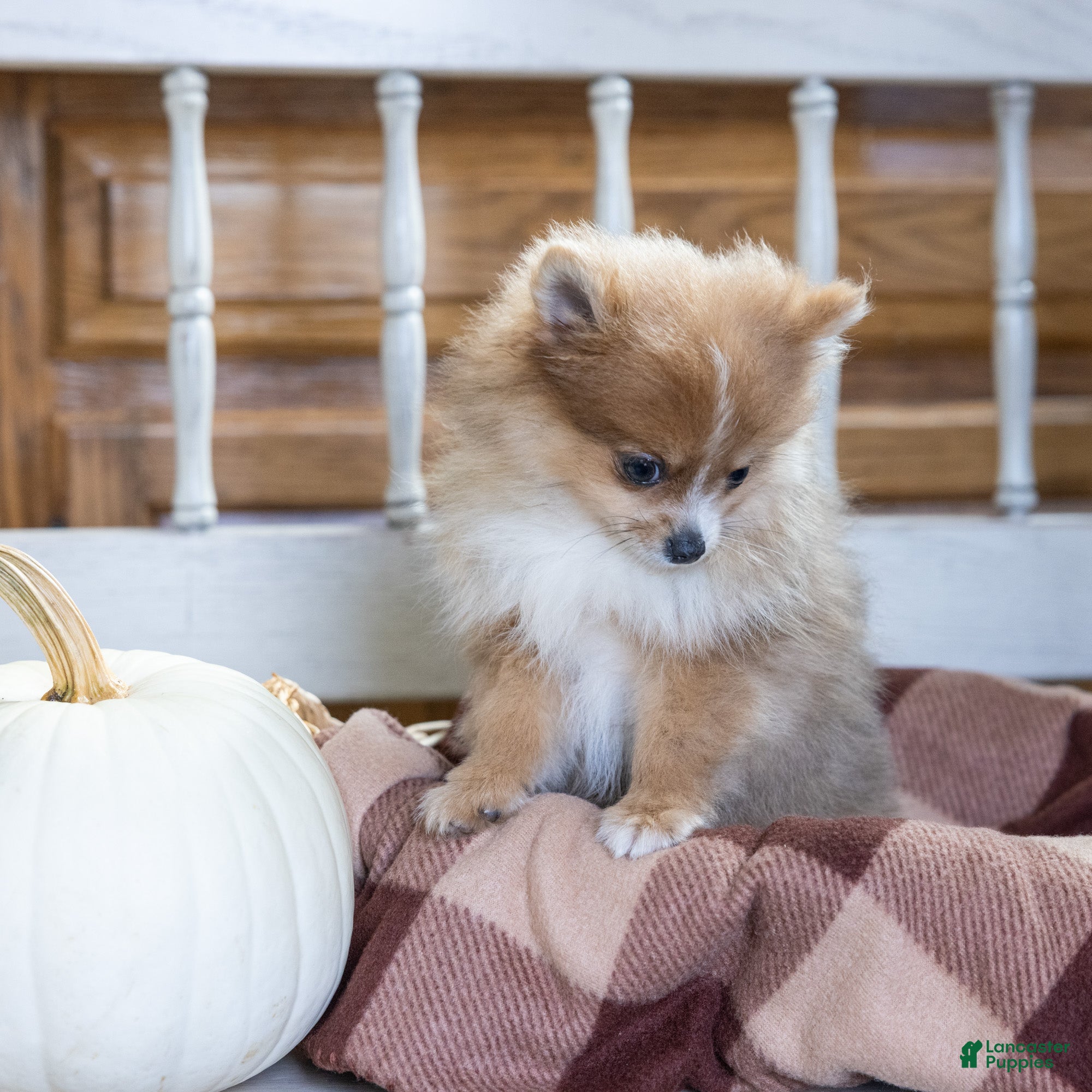 Pomeranian dogs Jessica - Ad 2