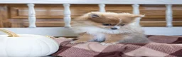 Pomeranian dogs for sale: Jessica - Ad 2