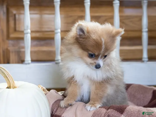 Pomeranian dogs Jessica - Ad 2