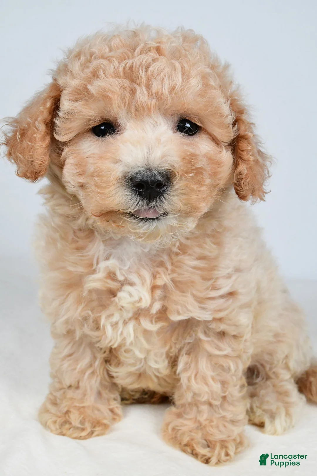 Maltipoo dogs for sale: Mia - Ad 2