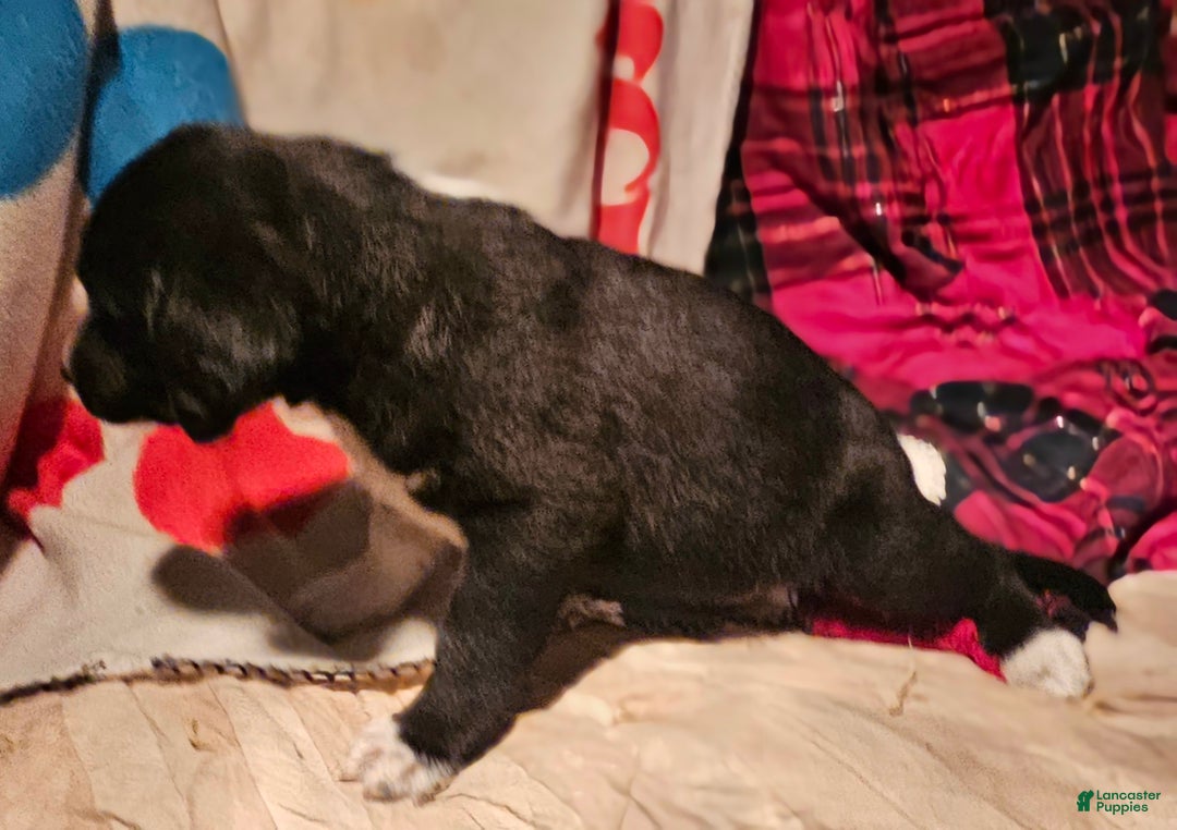 Border Collie dogs for sale: Ice - Ad 6