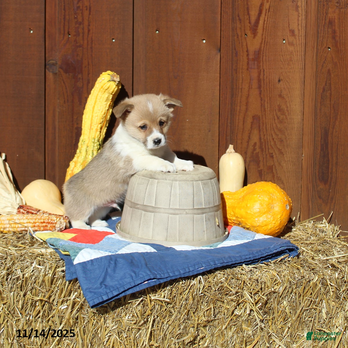 Welsh Corgi Pembroke dogs Magnum - Ad 37