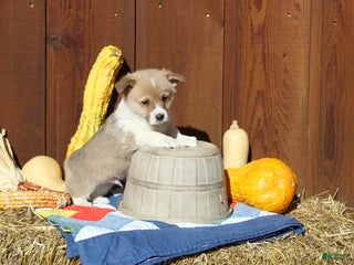 Welsh Corgi Pembroke dogs Magnum - Ad 33