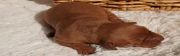 Golden Retriever dogs for sale: Daisy -AKC, Genetically Clear - Ad 46