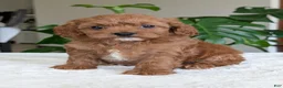 Cavapoo dogs for sale: Kylie - Ad 7