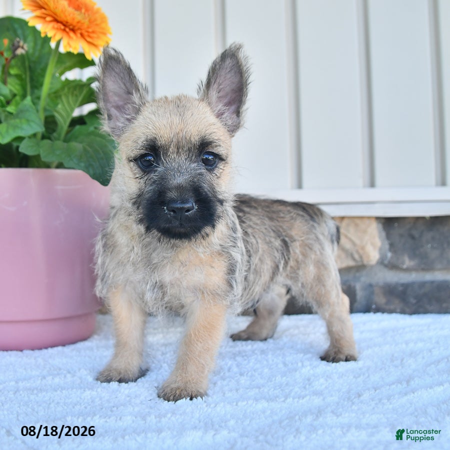 Cairn Terrier dogs Benson - Ad 2