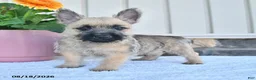 Cairn Terrier dogs for sale: Benson - Ad 2