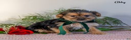 Morkie dogs for sale: Abby - Ad 5