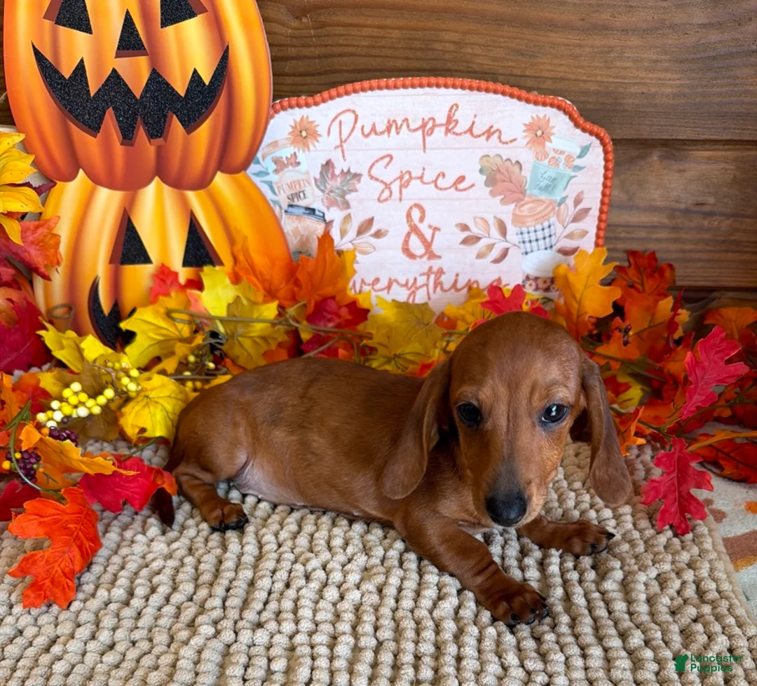 Miniature Dachshund dogs for sale: Sadie - Ad 4