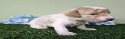 Miniature Poodle dogs for sale: Ferrari - Ad 5