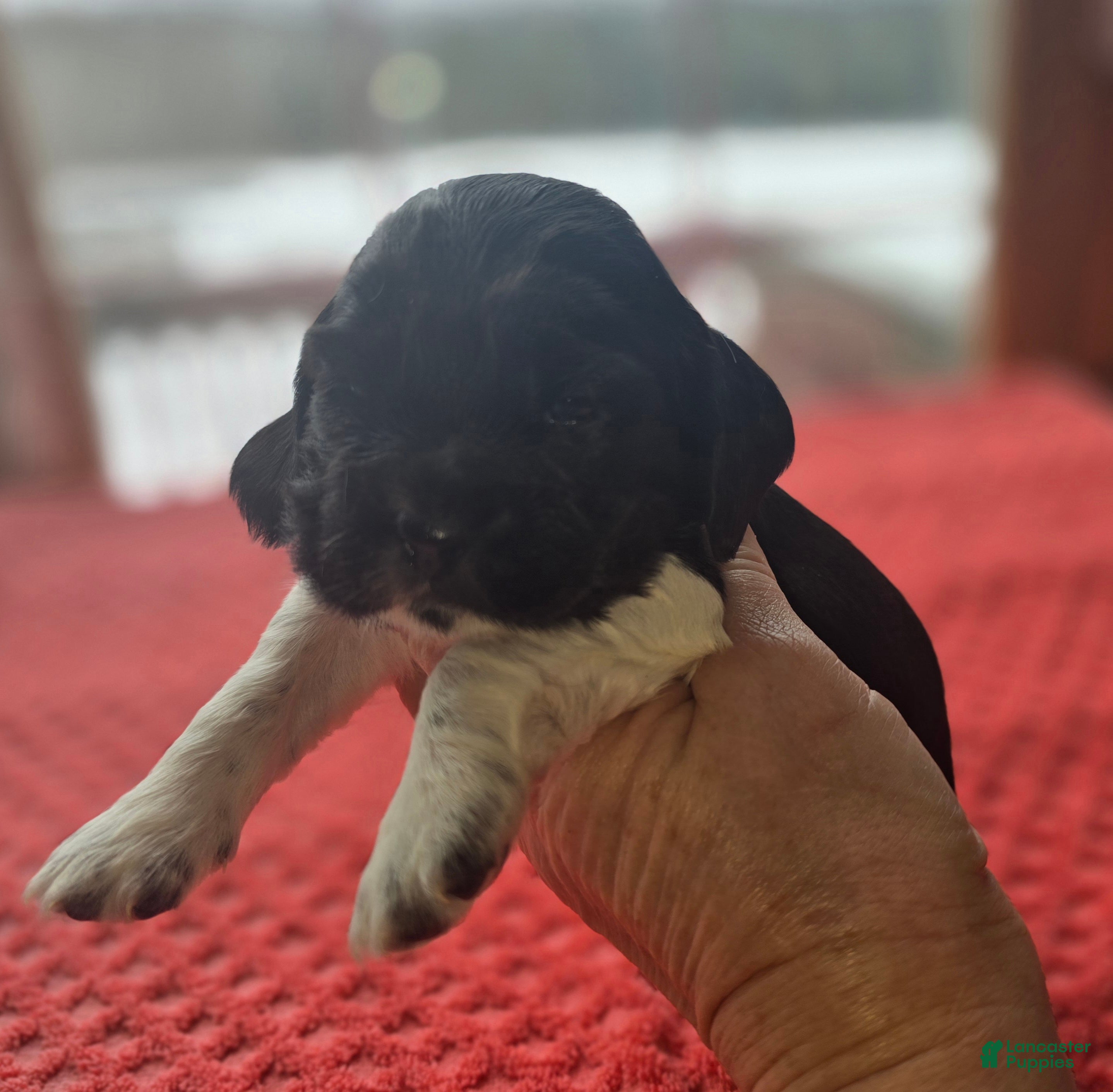 Cocker Spaniel dogs Oreo - Ad 41