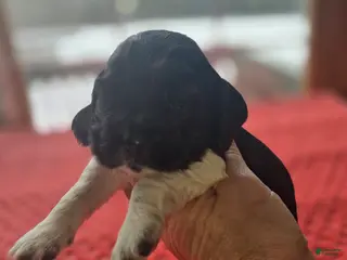 Cocker Spaniel dogs Oreo - Ad 41