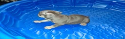 American Bully dogs for sale: American Bully Puppy 1 - Ad 3