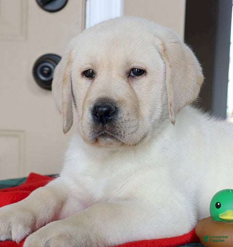 Labrador Retriever dogs Hunter - Champ lines - Ad 2