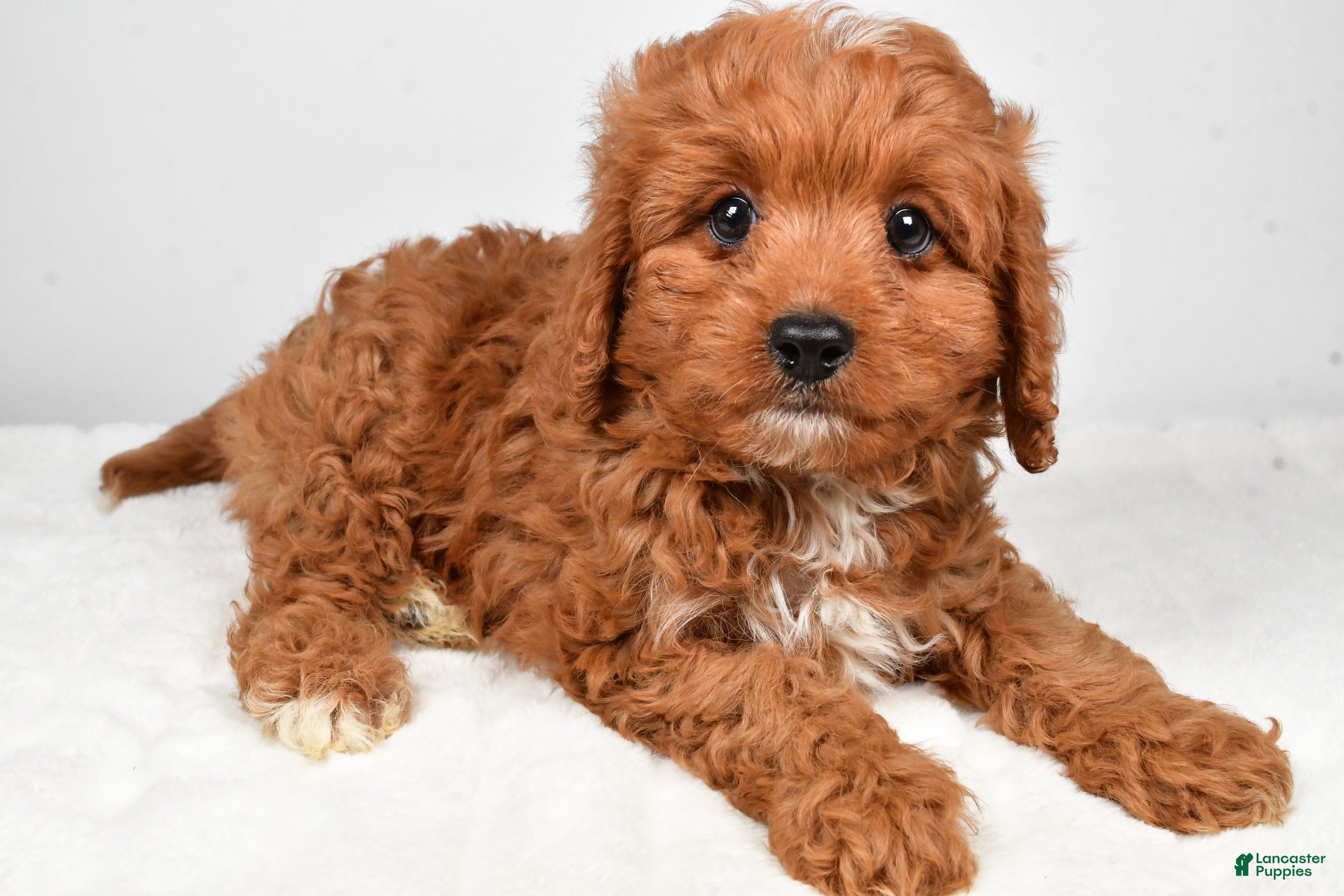 Cavapoo dogs Ace - Ad 1