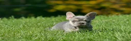 Mixed Breed dogs for sale: Rolland - Ad 4
