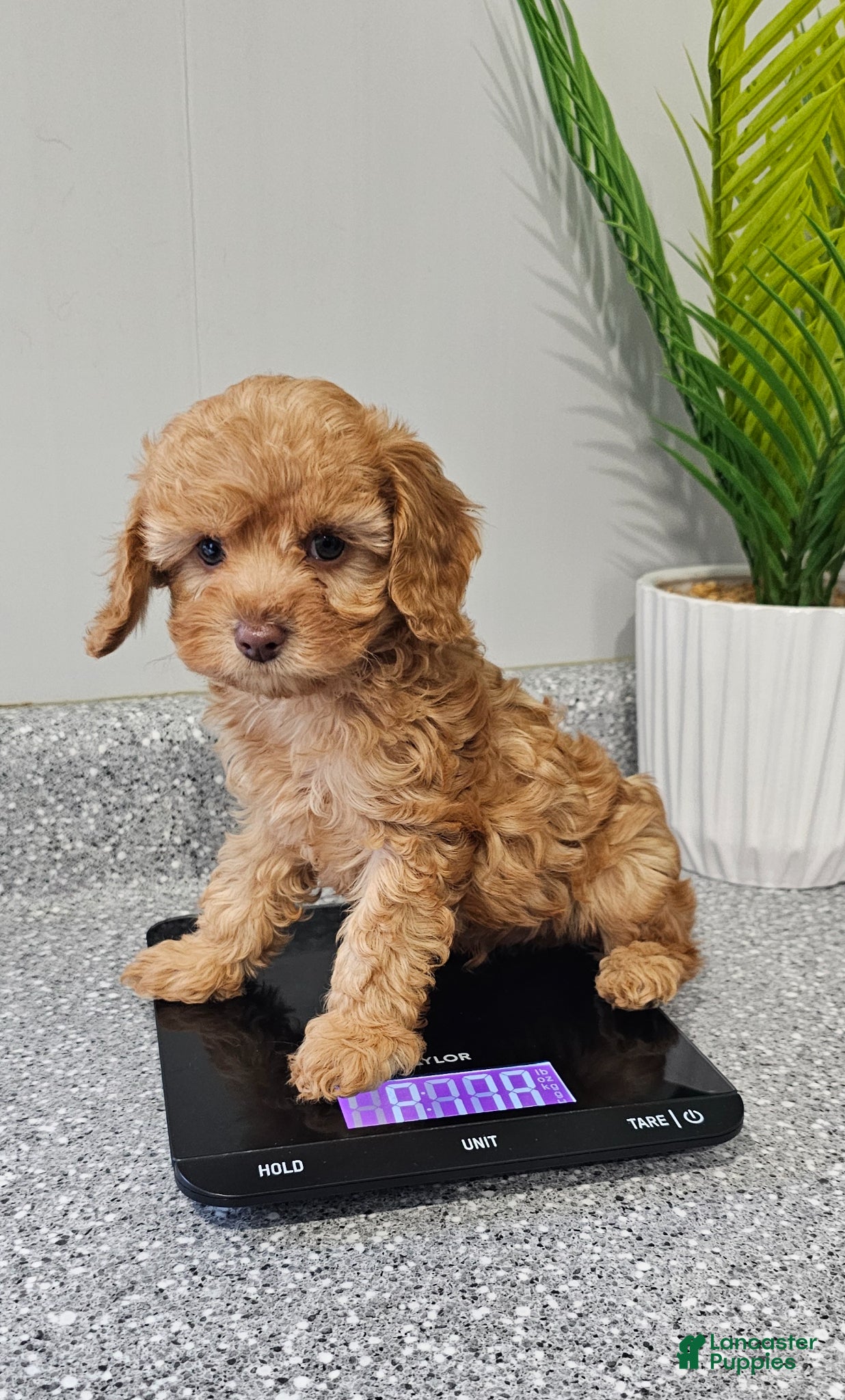 Cavapoo dogs "Tiny Tater" - Ad 2