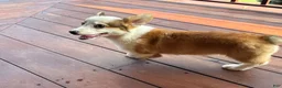 Welsh Corgi Pembroke dogs for sale: BENNY - Ad 5
