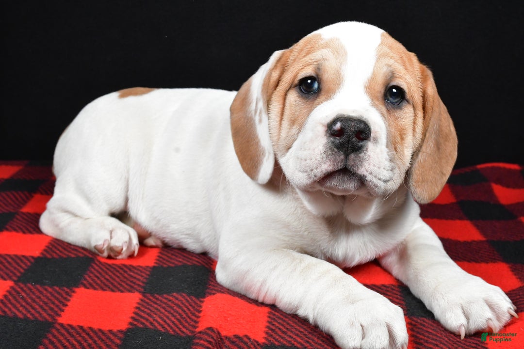 Beabull dogs for sale: Lincoln - Ad 2