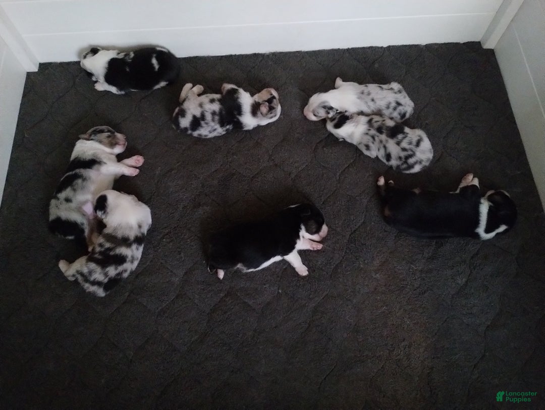 Miniature Australian Shepherd dogs for sale: Nickel - Ad 16