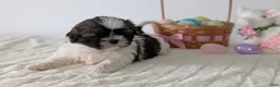 Shih Tzu dogs for sale: Ezi  - Ad 11