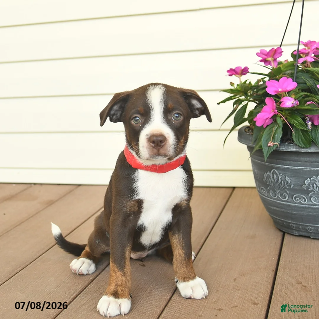 Mixed Breed dogs for sale: Royal - Ad 3