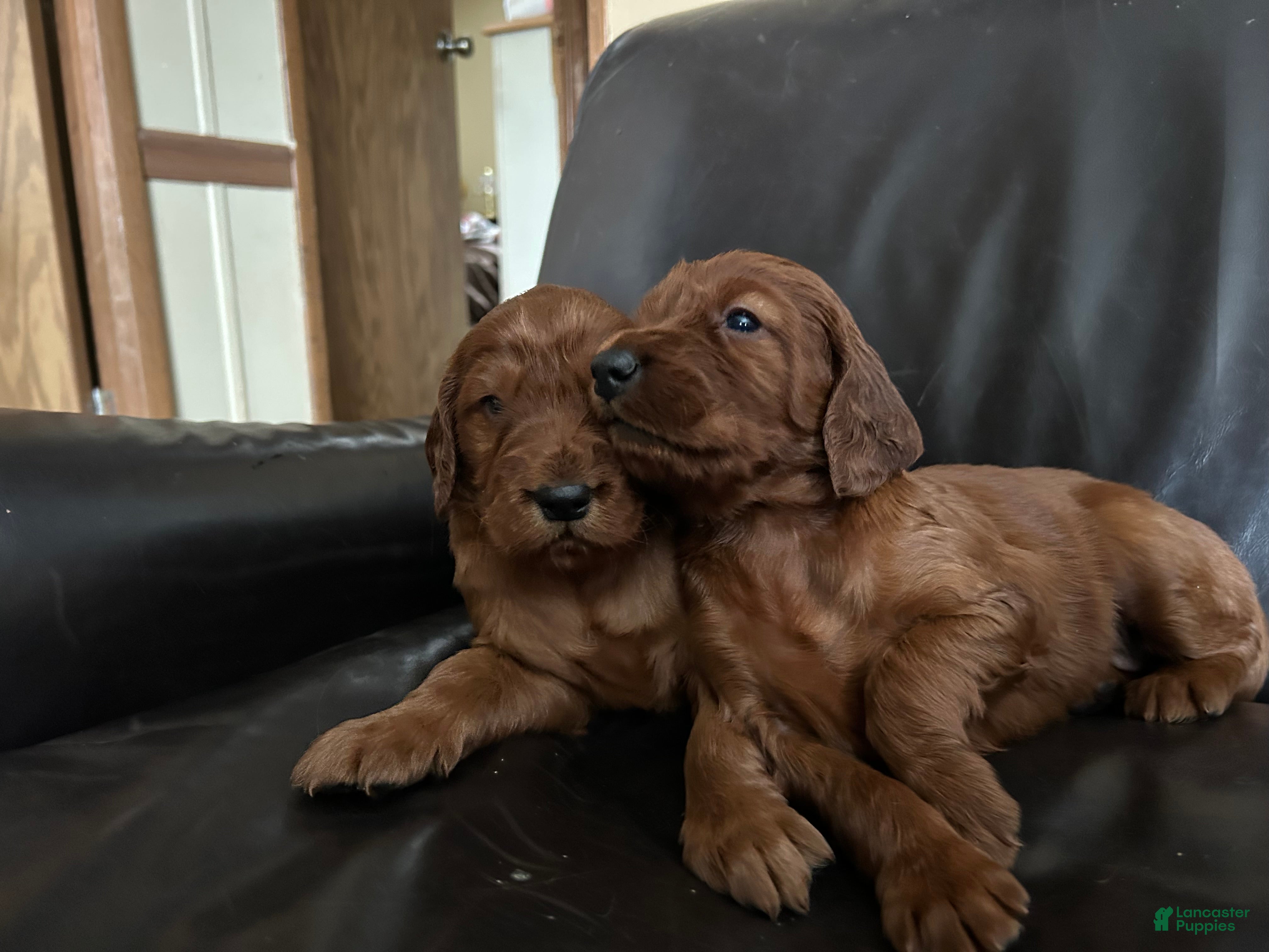 Irish Setter dogs Irish Setter Puppy 3 - Ad 13