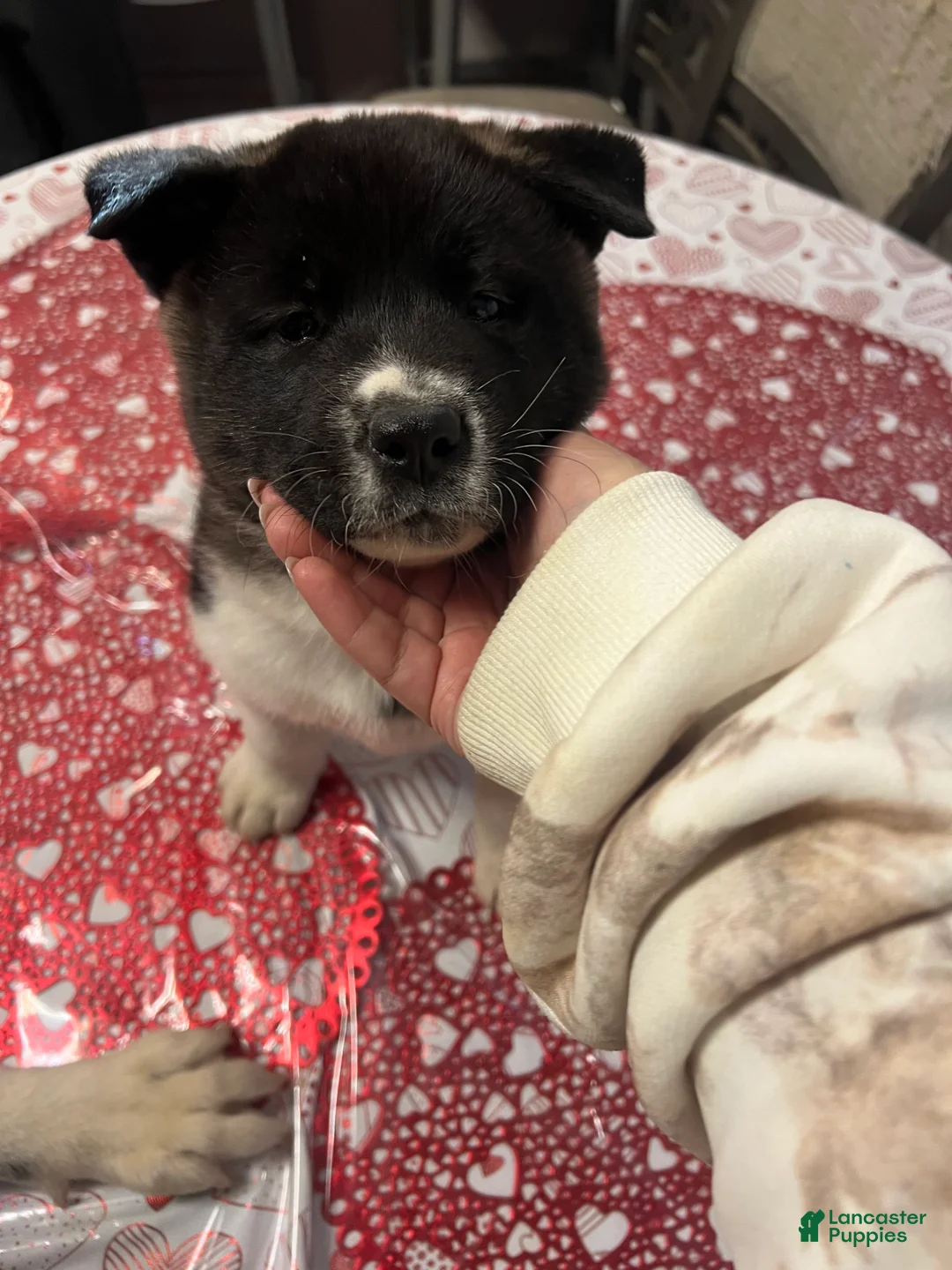 Akita dogs for sale: Dancer - Ad 3