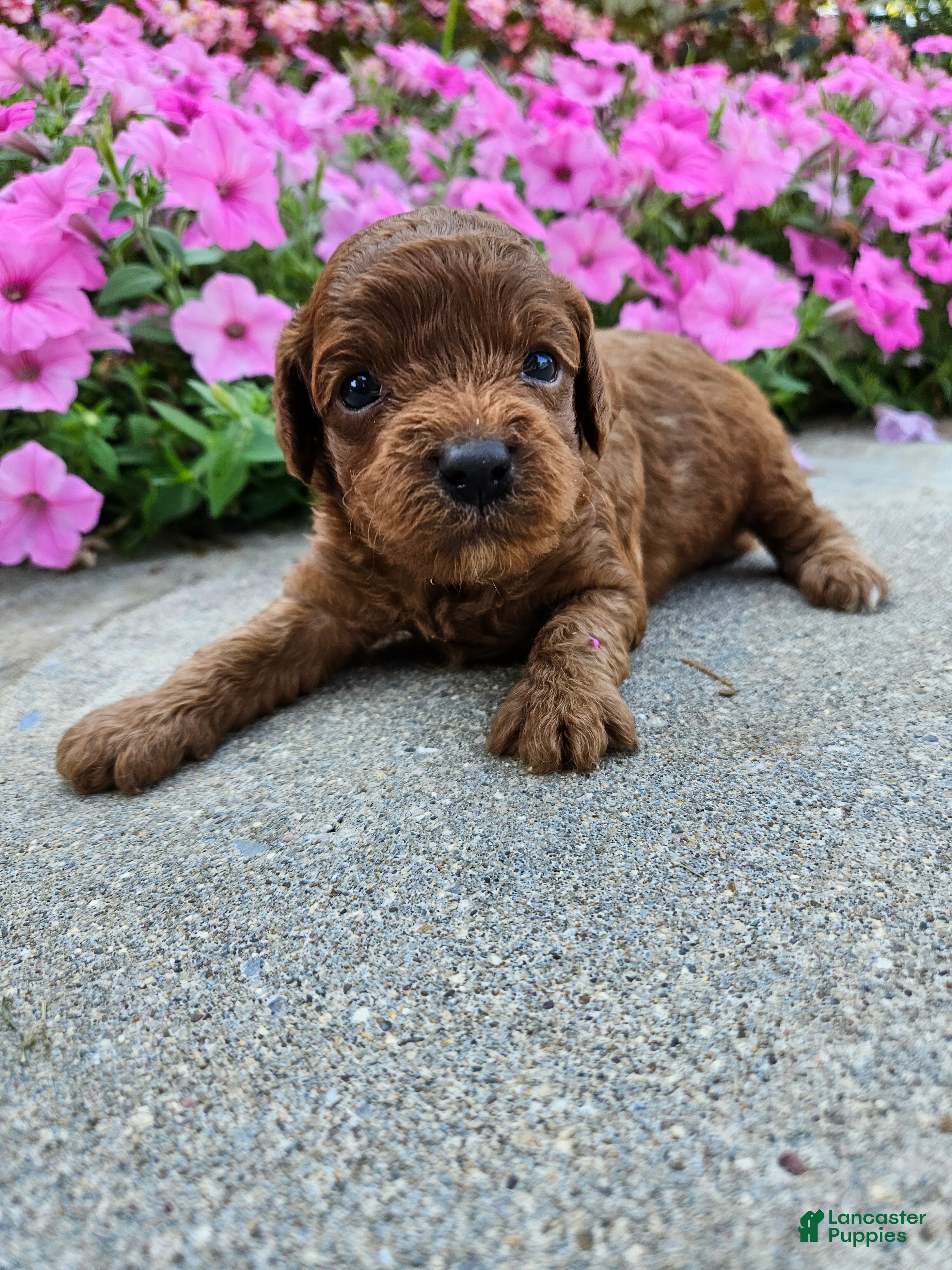 Cavapoo dogs Honey - Ad 23