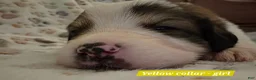 Mixed Breed dogs for sale: Light blue - Ad 3