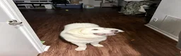 Great Pyrenees dogs for sale: Samba - Ad 4