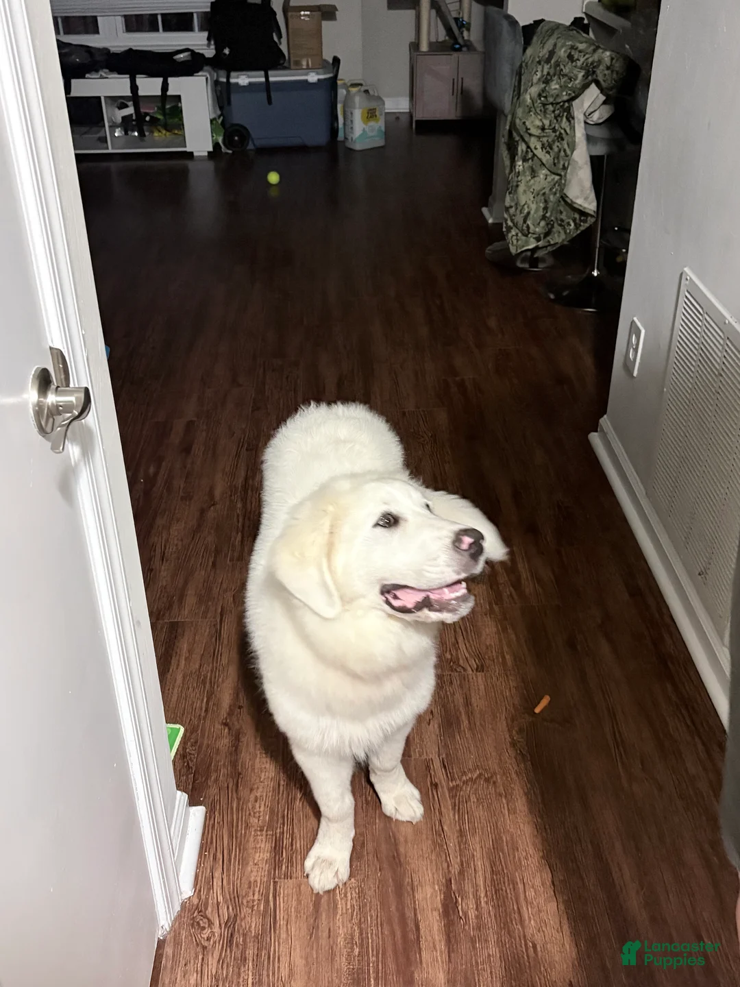 Great Pyrenees dogs for sale: Samba - Ad 4