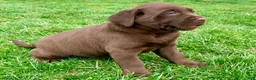 Labrador Retriever dogs for sale: Charlie - Ad 3