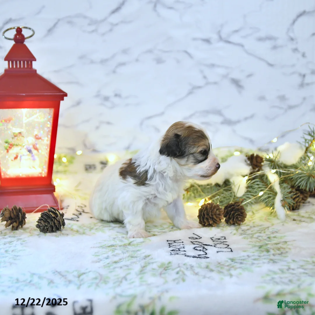 Havapoo dogs for sale: Enzo - Ad 14