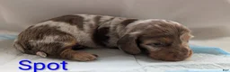 Miniature Dachshund dogs for sale: Spot - Ad 3