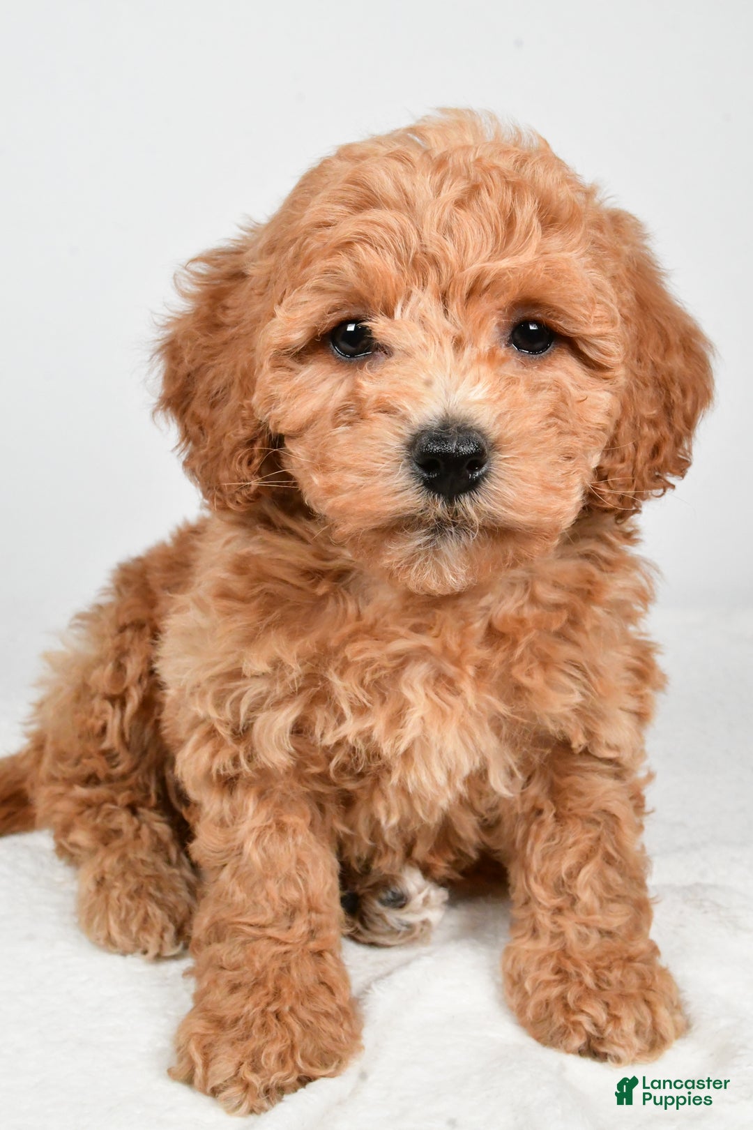 Bichpoo dogs for sale: Buffy - Ad 3
