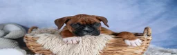 Boxer dogs for sale: Sarge  - Ad 13