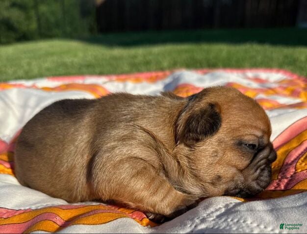 French Bulldog dogs Cooper - Ad 26