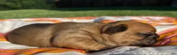 French Bulldog dogs for sale: Cooper - Ad 1