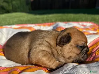 French Bulldog dogs Cooper - Ad 26