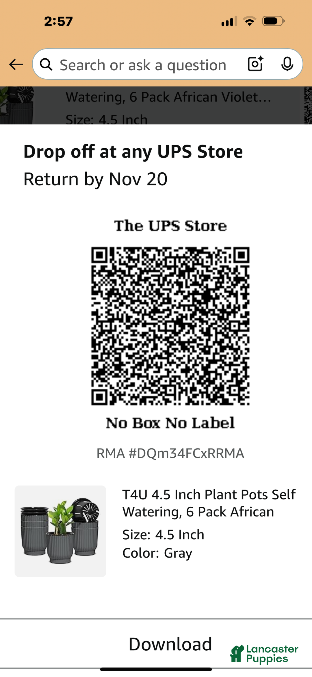 Yorkshire Terrier dogs for sale: Moes Tiny baby boy - Ad 4