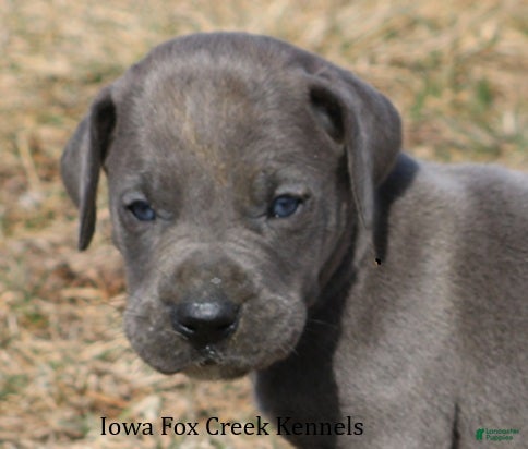 Great Dane dogs Heather - Ad 1