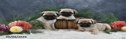 Pug dogs for sale: Natalie - Ad 4