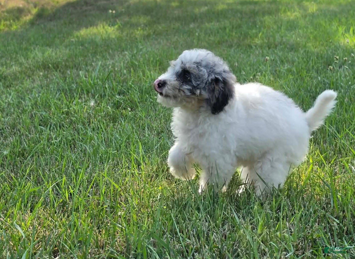 Miniature Poodle dogs Ash - Ad 6